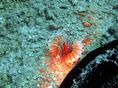 Tropische Unterwasserwelt