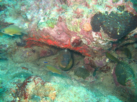 Tropische Unterwasserwelt