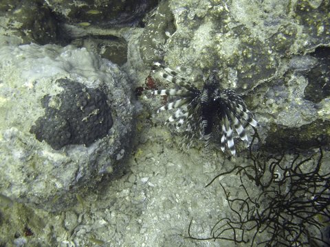 Tropische Unterwasserwelt
