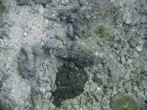 Tropische Unterwasserwelt