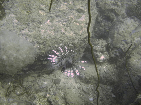 Tropische Unterwasserwelt