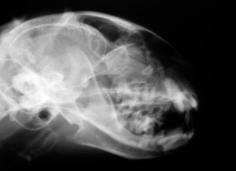 X-Ray of a Cat's Skull