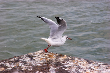 White sea gull prepared to fly