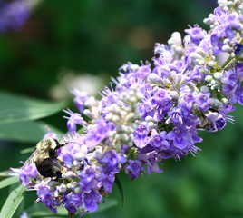 Bumblebee on Purple Flower