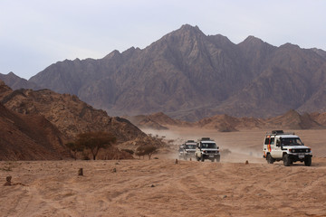 Safari in Sinai peninsula, Egypt