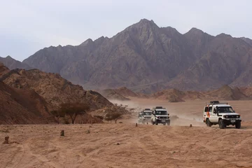Foto op Plexiglas Safari in Sinai peninsula, Egypt © nra