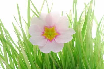Fototapeta premium pink primula among green grass