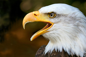 PYGARGUE A TETE BLANCHE ADULTE  ( HALIAEETUS LEUCOCEPHALUS )