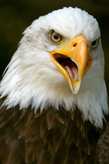 PYGARGUE A TETE BLANCHE ADULTE  ( HALIAEETUS LEUCOCEPHALUS )