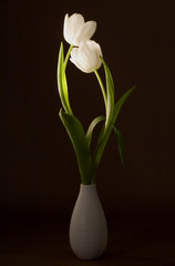 Two beautiful tulips in a vase on artistic background