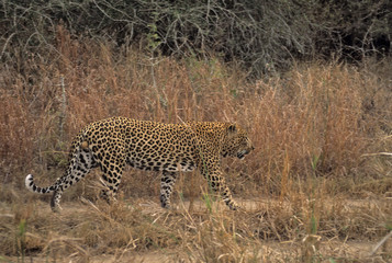 African leopard, mature male, patrolling his territory. 