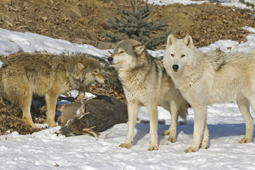 Members of a gray wolf pack stand over their kill