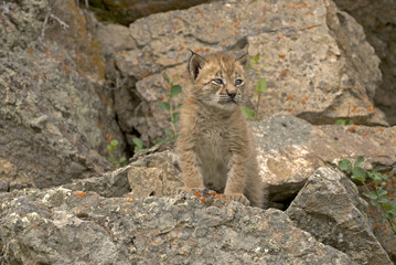 Baby lynx on rocky ledge. Distinctive ear tufts starting 