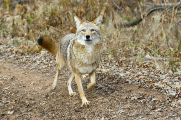 Northern MCoyote on forest path surprised by photographer. 