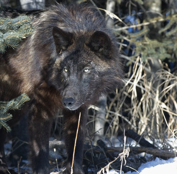 Black wolf staring from forest. Northern Minnesota