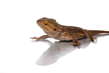Bearded Dragon in front of a white background