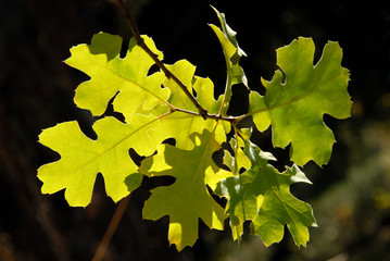 Detail of backlit oak leaves in morning sun.