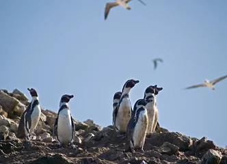 Wall murals Wildlife on Islas Ballestas in Peru, Paracas Natural Park