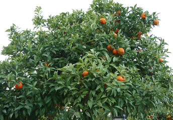 naranjos
