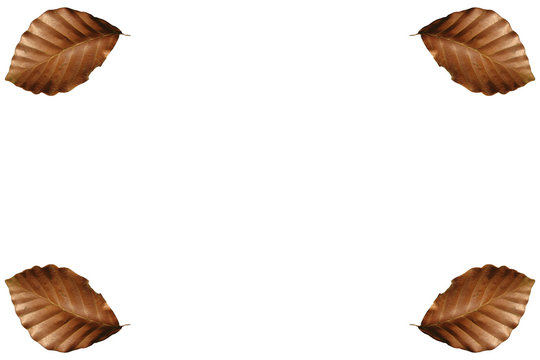 fodo blanco con hojas