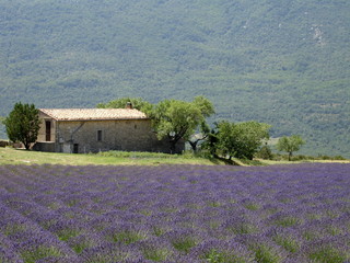 Fototapeta na wymiar Lavender field II
