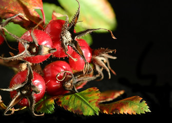 Five red rosehips with some leaves on black