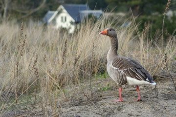 Faune