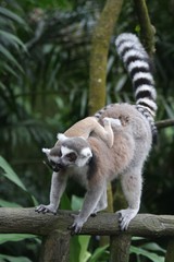 Lemur family 3