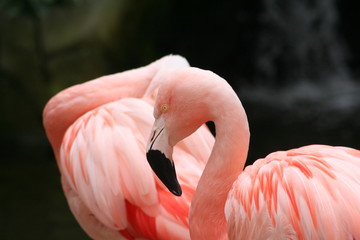 Naklejka premium flamants roses