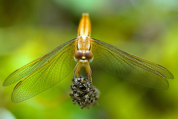 Libellula-1