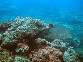 Naklejka na ściany i meble Tropische Unterwasserwelt Korallen-Riff