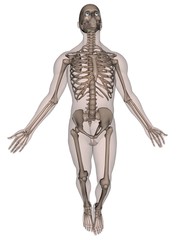 Human Male Skeleton
