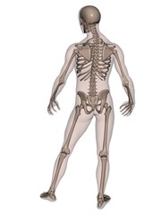 Fototapeta na wymiar Human Male Skeleton (rear view)