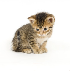 Shy tabby kitten