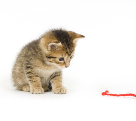 Kitten playing with red yarn