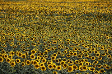 Champs de tournesols (Helianthus annuus)