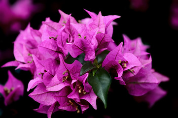 Hawaian flowers bright close shot