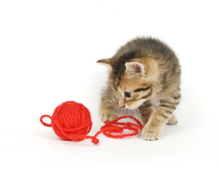 Kitten playing with yarn