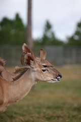 deer family