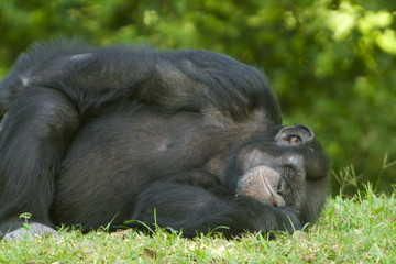 Chimpanzee sleeping on grass