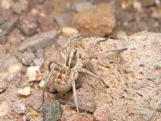 Wolf spider