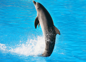 Fototapeta premium Dolphin Dance