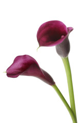 Fototapeta premium Two vibrant purple mini calla lilies, isolated on white.