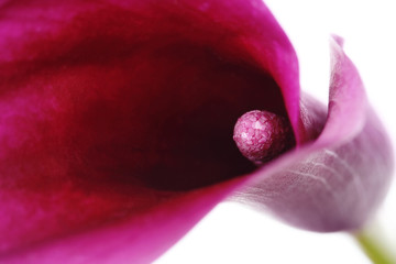 Purple calla lily in close-up.  Soft-focus, on white.