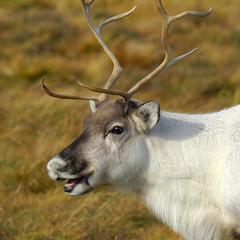 Head and shoulders portrait of a young reindeer