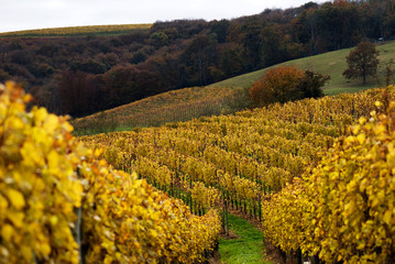 The vineyards in the Jurancon region of Southwest France