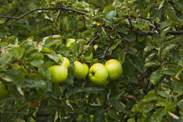 arbre fruitier : pommier