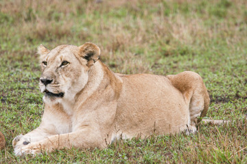 lion resting