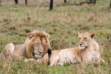 couple of lions