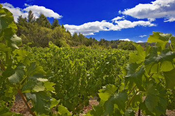 Fototapeta na wymiar Roussillon : vigne et arbres